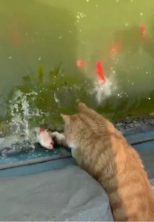 让猫抓鱼的手机游戏叫什么_猫捉鱼的游戏叫什么_让猫抓鱼的游戏
