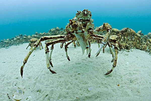螃蟹模式生物_螃蟹生物模式图片_螃蟹生物模式图