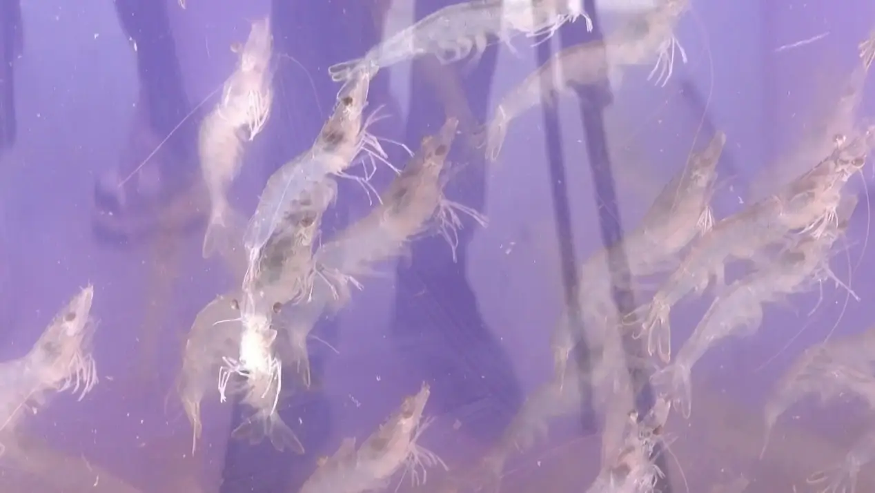 海底大猎杀螃蟹大战_海底大猎杀螃蟹走不动路bug_海底抓螃蟹