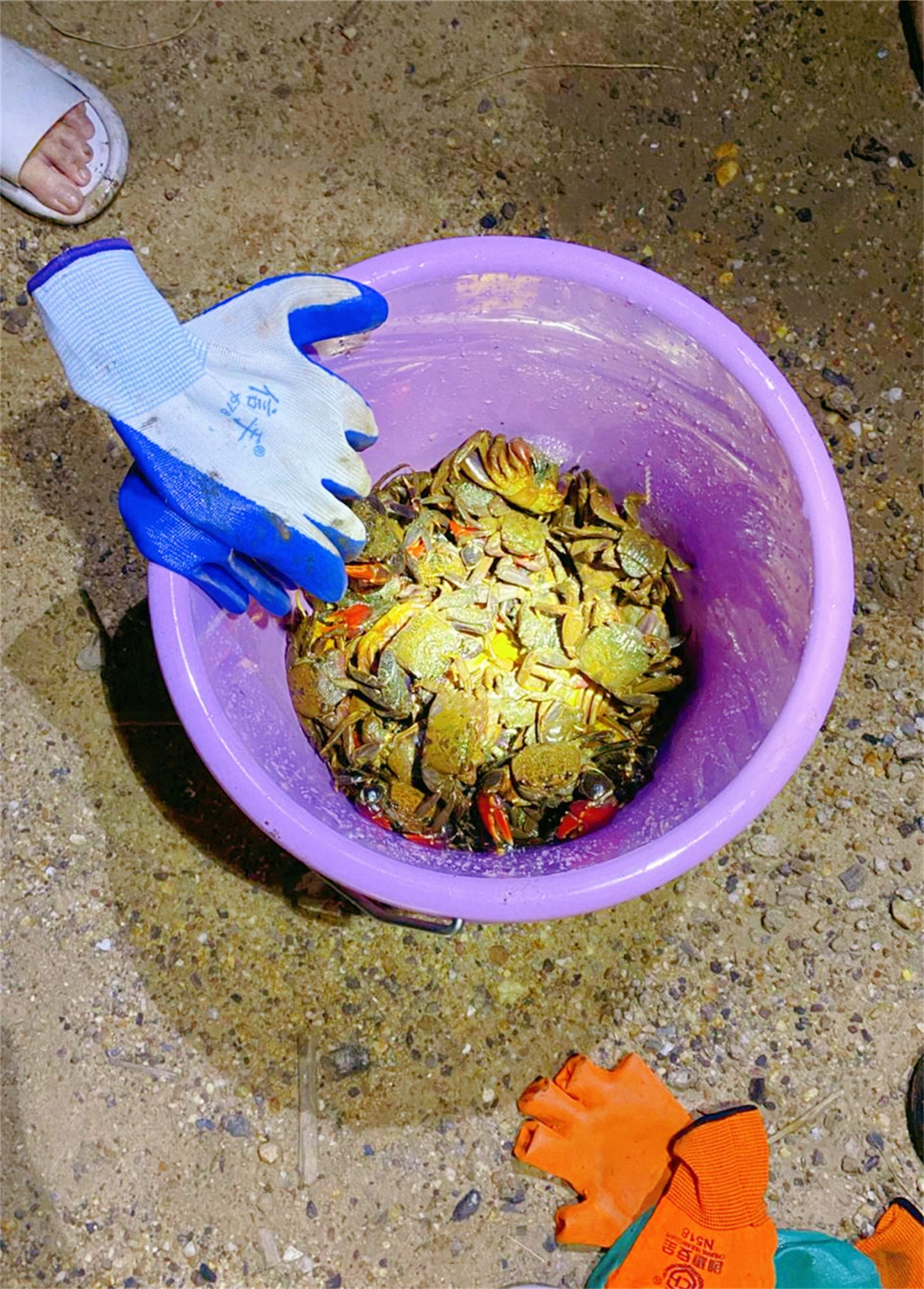海底抓螃蟹_海底大猎杀螃蟹走不动路bug_海底大猎杀螃蟹大战