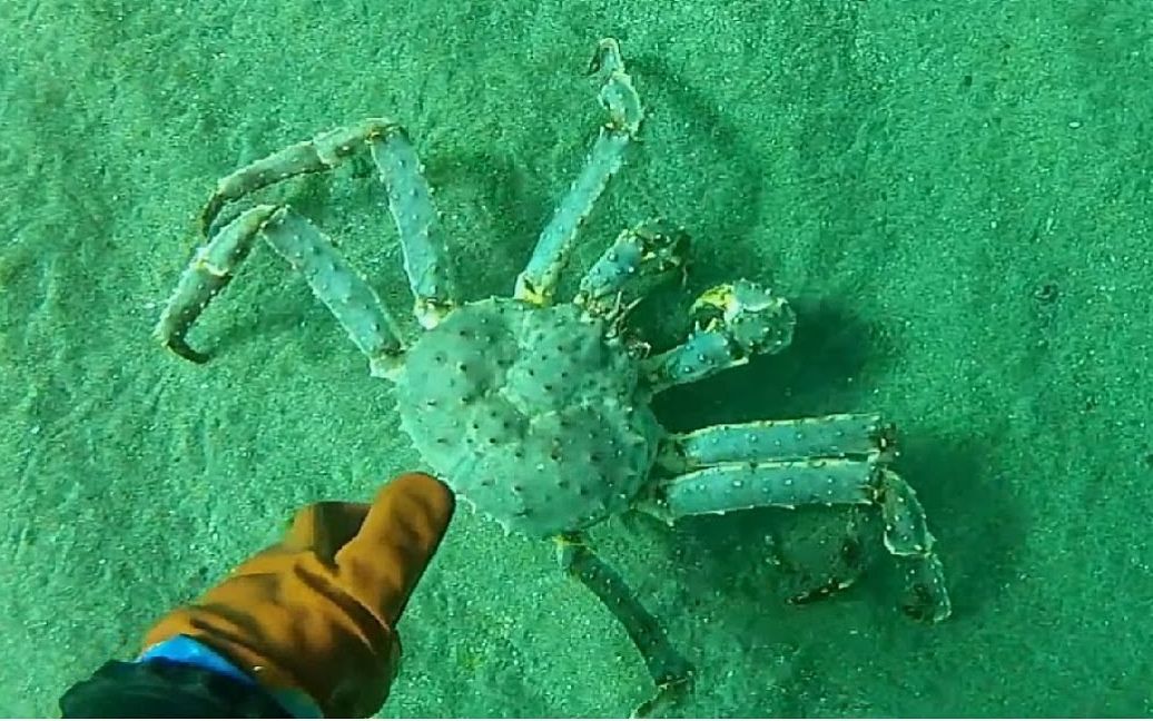 海底猎杀手游版_猎杀u-42海底大战_海底大猎杀crab madness是什么模式