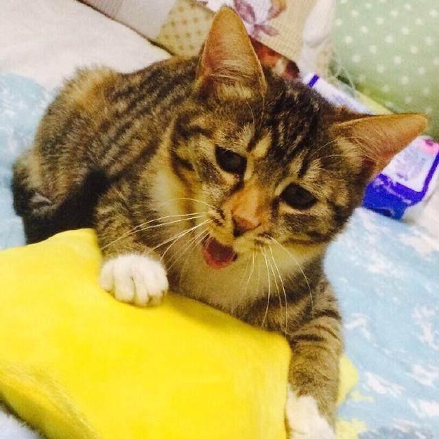 猫扑贴贴-猫咪表情大揭秘！眯眼微笑背后的秘密让人忍俊不禁