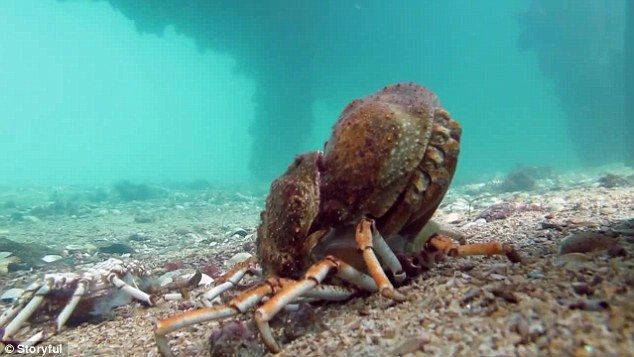海底大猎杀crab madness是什么模式-海底生死对决，