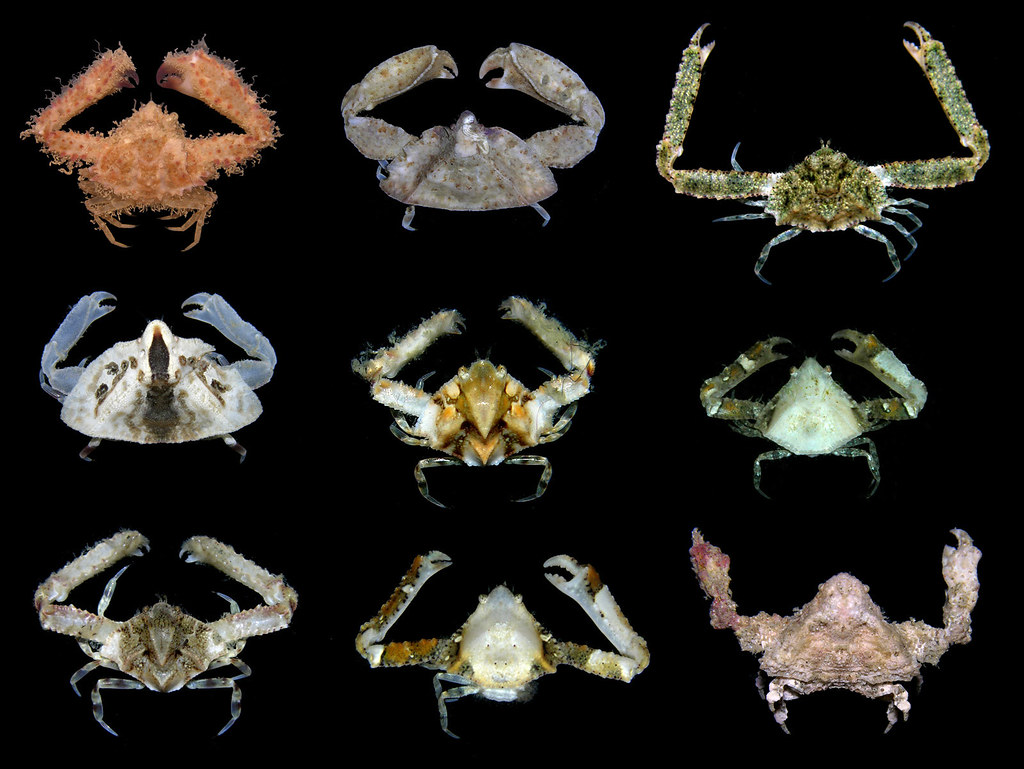 螃蟹生物模式图_螃蟹 模式生物_螃蟹生物图