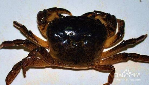 螃蟹 模式生物_螃蟹生物图_螃蟹生物模式图