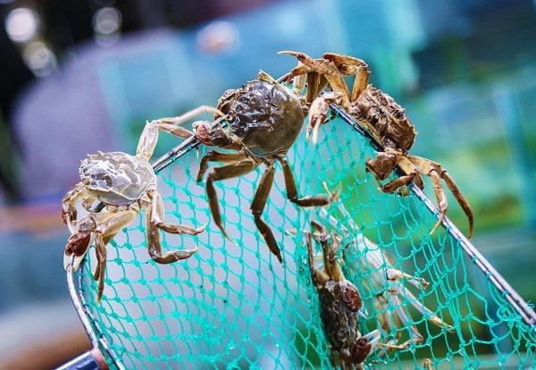 螃蟹生物模式是什么_螃蟹生态系统_螃蟹模式生物