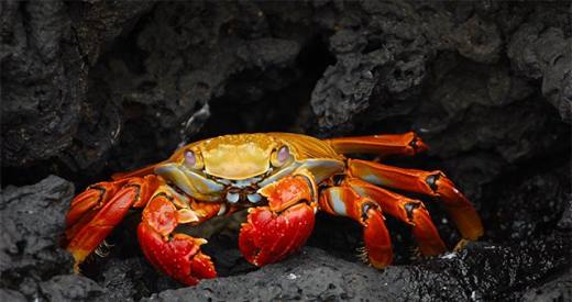 螃蟹 模式生物_螃蟹生物模式图_螃蟹生物模式是什么