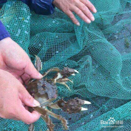 海底抓螃蟹_海底大猎杀螃蟹走不动路bug_螃蟹的海底大猎杀