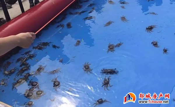 螃蟹模拟_螃蟹模式是什么_螃蟹模式