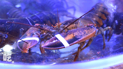 海底猎杀小游戏_底大猎杀海底大猎杀_海底大猎杀crab madness是什么模式