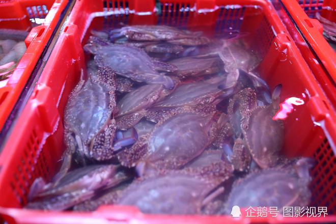 海底大猎杀crab madness是什么模式_海底猎杀小游戏_底大猎杀海底大猎杀