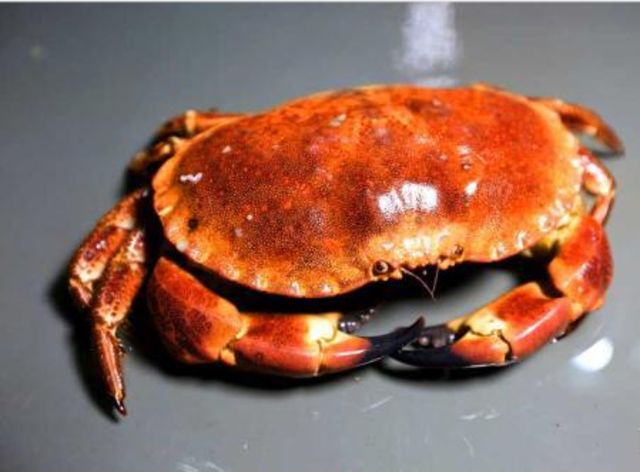 螃蟹 模式生物-螃蟹模式生物：外形百变，社交奥秘，食物链王者