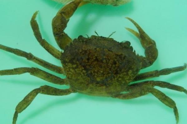 海底大猎杀螃蟹王游戏_海底猎杀之帝王蟹_海底大猎杀螃蟹掉落的法杖