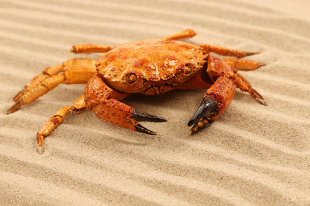 海底大猎杀螃蟹王游戏_海底猎杀之帝王蟹_海底大猎杀螃蟹掉落的法杖