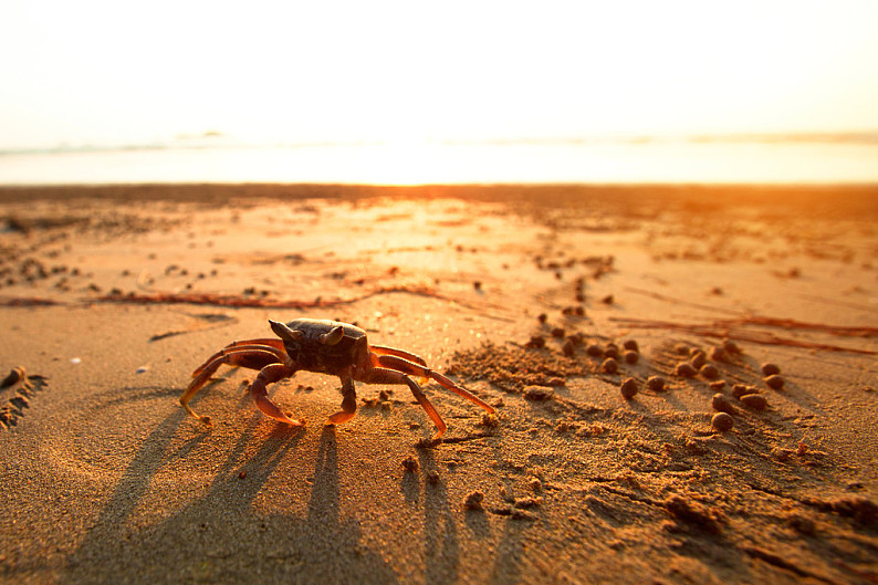 海底大猎杀crab madness是什么模式-螃蟹疯狂入侵：