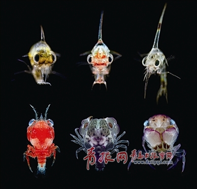 螃蟹生态系统_螃蟹生物模式图_螃蟹 模式生物