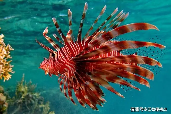 螃蟹生物图_螃蟹模式生物_螃蟹生态系统