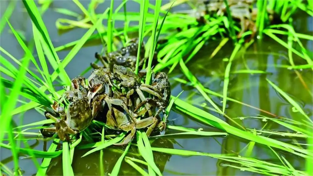 螃蟹生物模式图_螃蟹 模式生物_螃蟹生物模式是什么