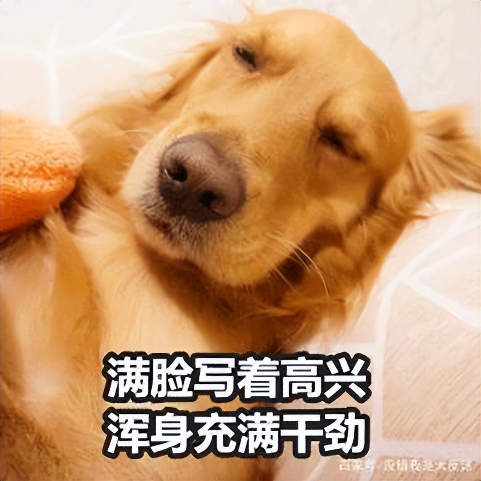 n*是什么意思_意思是鸟的字有哪些_意思是哪个国家