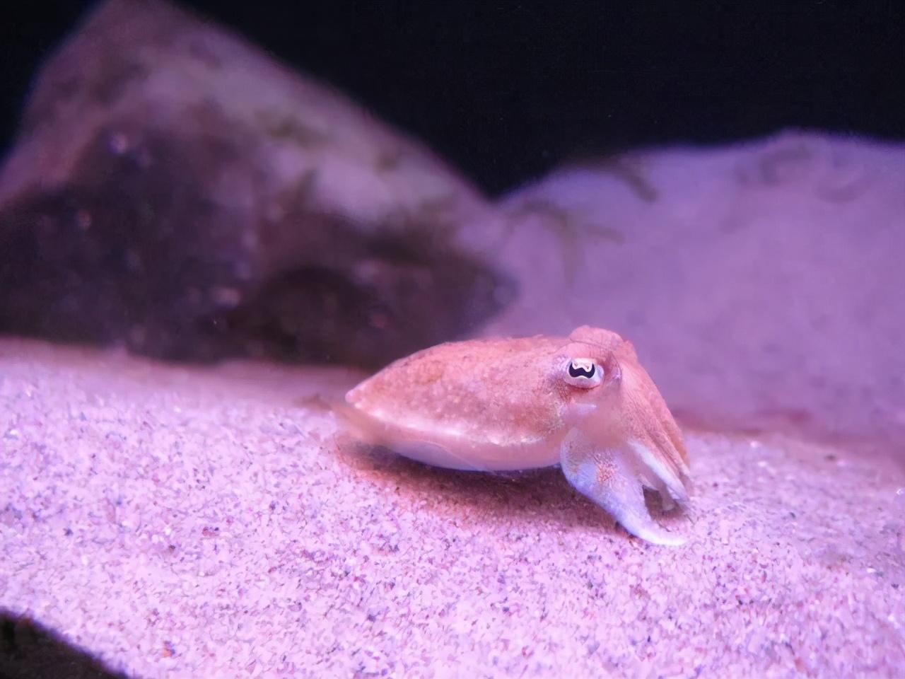 扇贝贝壳手工图片大全-探寻海底宝藏：扇贝贝壳手工艺术的神奇魅