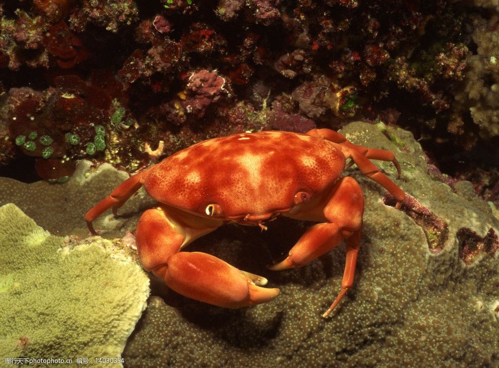 螃蟹 模式生物-探秘神秘螃蟹模式生物的生存智慧和自我保护本能