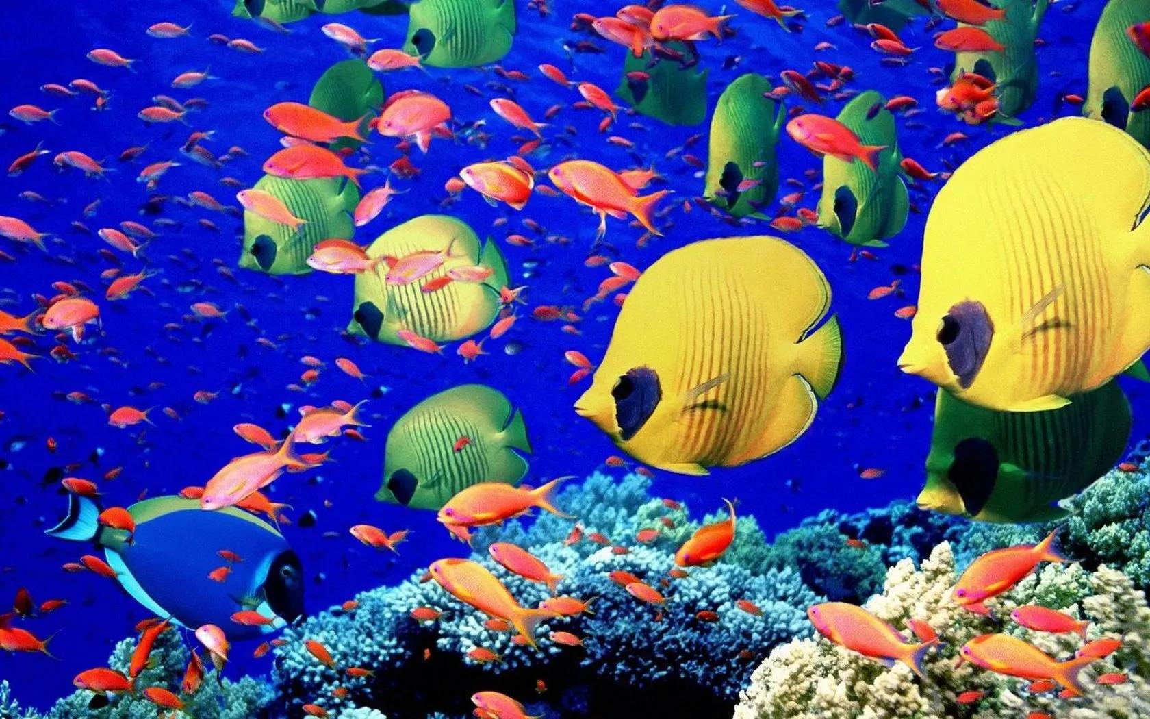 螃蟹 模式生物_螃蟹生物模式图_螃蟹生态系统