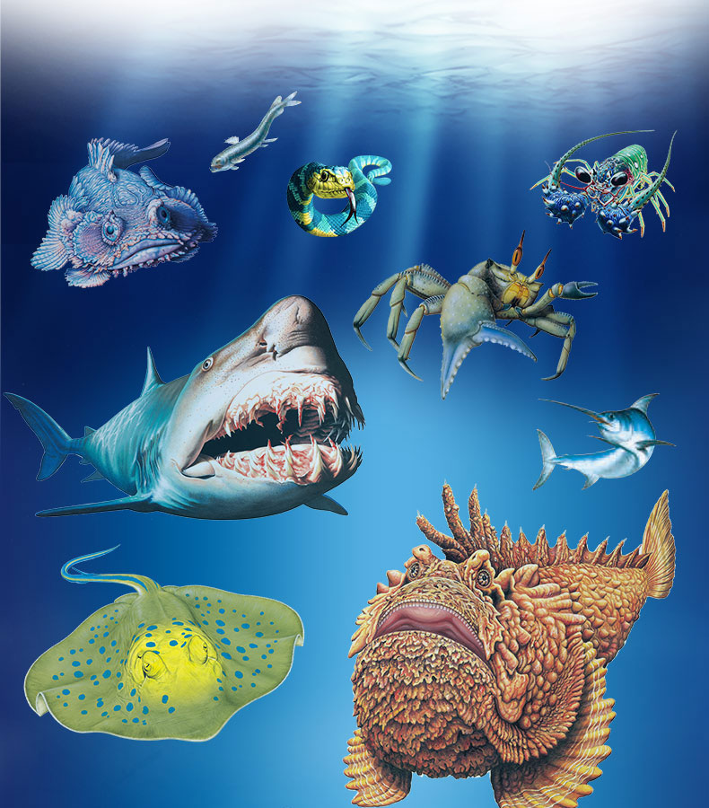 螃蟹生物模式图_螃蟹生态系统_螃蟹 模式生物
