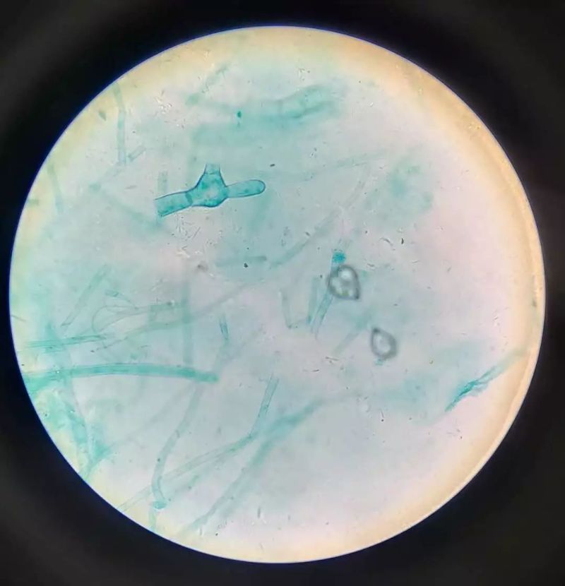 初一学法大视野生物答案_初一下生物学法大视野_初一生物学法大视野书
