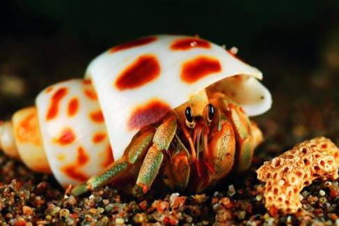 螃蟹模式生物-螃蟹：海底的硬壳舞者，坚韧不拔的生存智慧令人佩