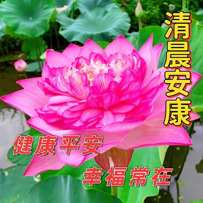 奇米影视四色7777-奇米影视四色 7777：五彩斑斓的数字