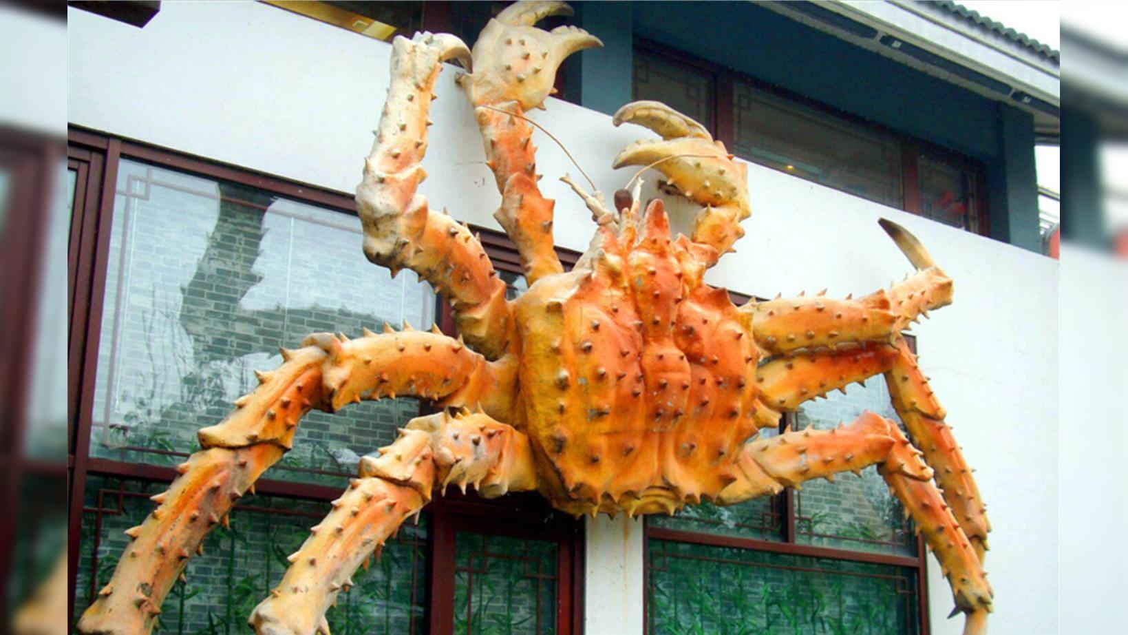 螃蟹生物图_螃蟹生物模式是什么_螃蟹 模式生物