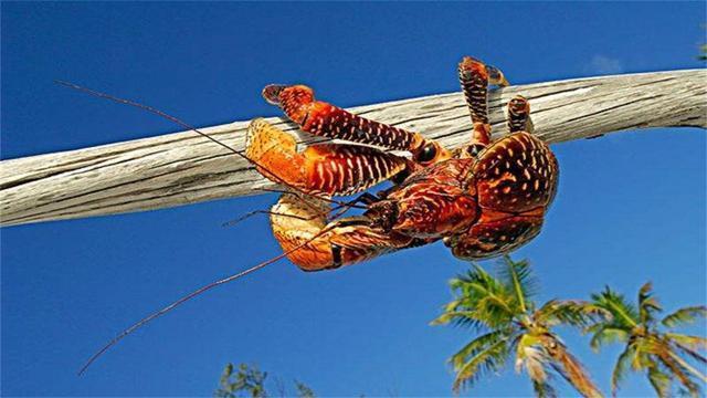 螃蟹 模式生物_螃蟹生物模式是什么_螃蟹生物图