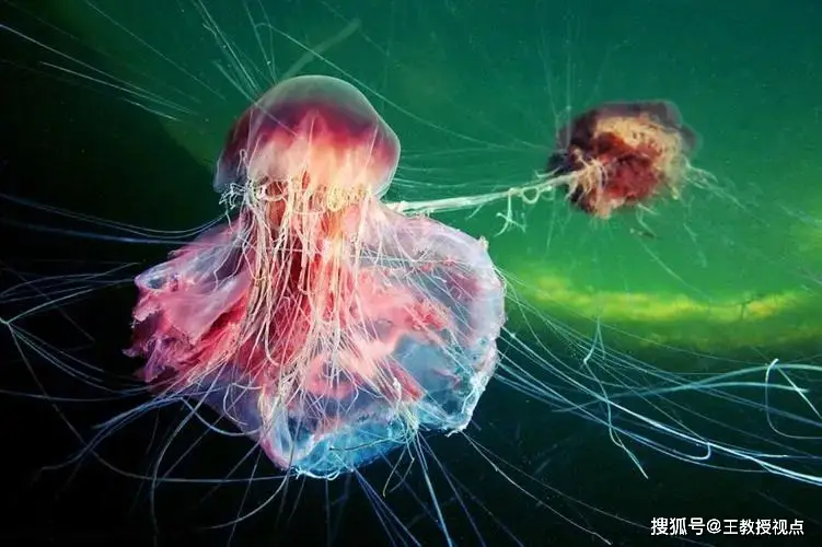 螃蟹模式生物_螃蟹生物图_螃蟹生物模式图片