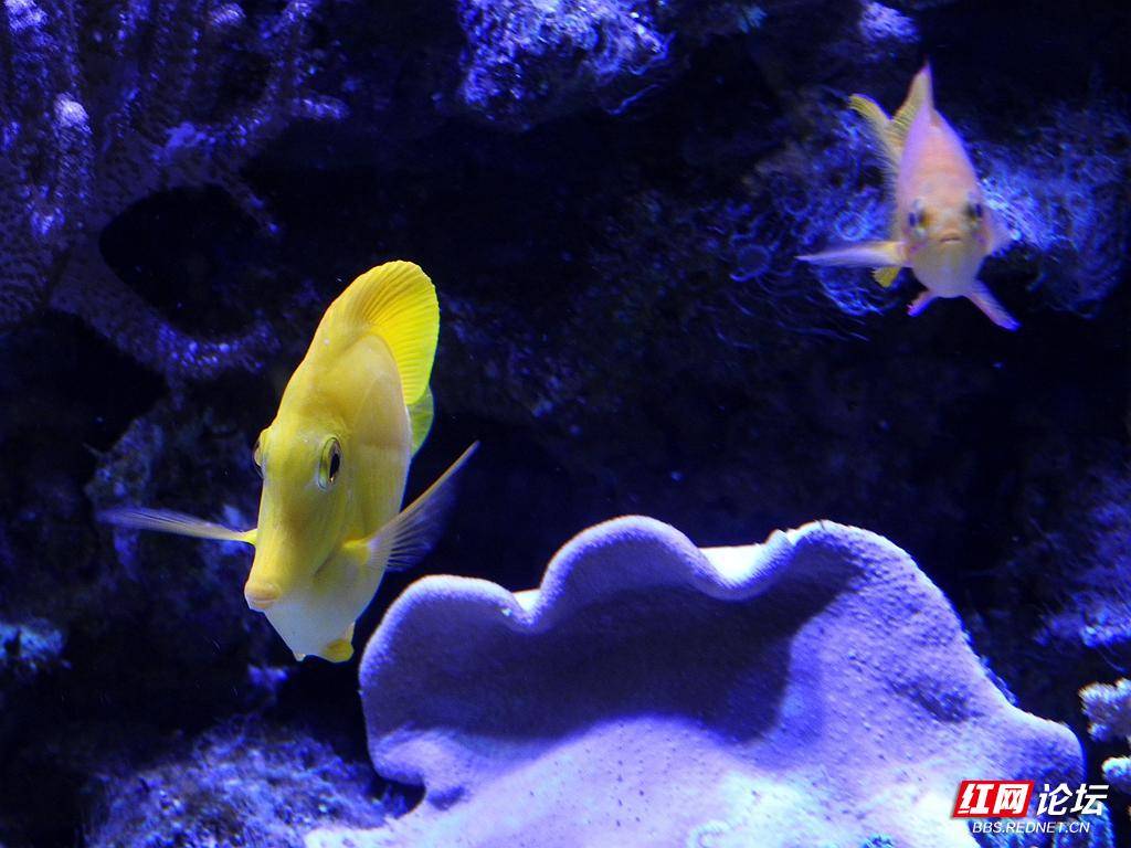 螃蟹生态系统_螃蟹模式生物_螃蟹生物图