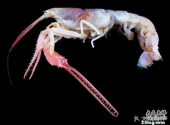 螃蟹生态系统_螃蟹生物图_螃蟹模式生物