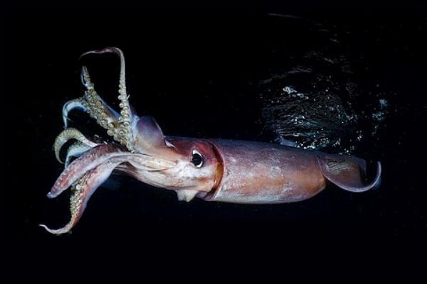 螃蟹生物图_螃蟹模式生物_螃蟹生态系统