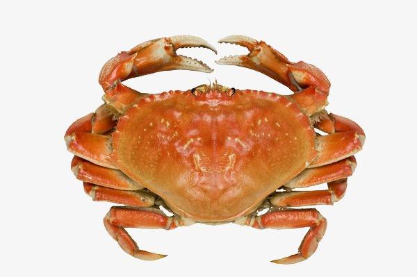 螃蟹生物模式是什么_螃蟹模式生物_螃蟹生态系统