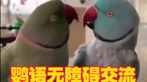 鹦鹉翻译器 